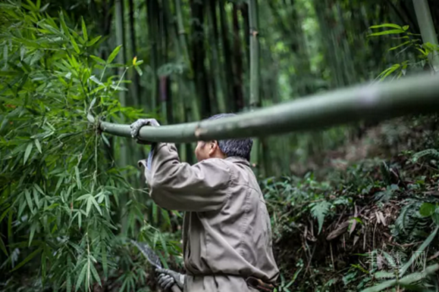 易春友：灯下疏清影，十年满怀情