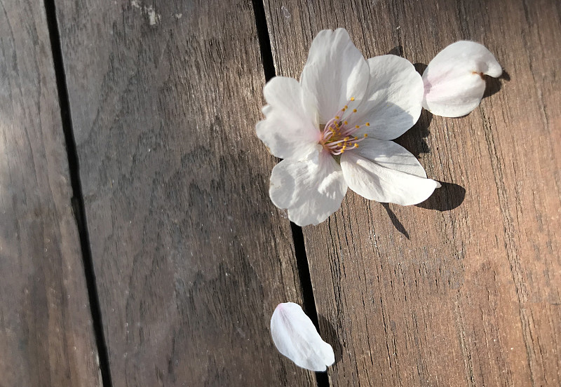 池坊-一花一葉中蘊含的藝術奧秘