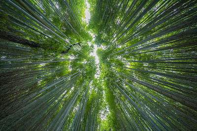 池坊-一花一葉中蘊含的藝術奧秘